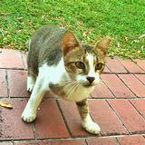 (Category: ) located in . Submitted by mdl_shop (Listing ID 1377788300, Image 1). Description: .