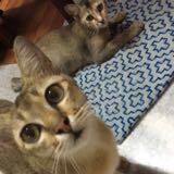 (Category: ) located in . Submitted by fishleow26 (Listing ID 1465695462, Image 1). Description: .