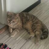 (Category: ) located in . Submitted by NanaKo (Listing ID 1385609563, Image 1). Description: .