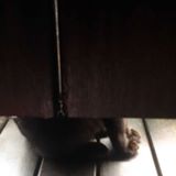 (Category: ) located in . Submitted by hammlet169 (Listing ID 1441088570, Image 1). Description: .