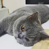 頭像