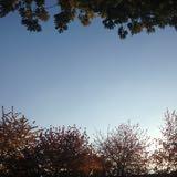 (Category: ) located in . Submitted by joy2024_ (Listing ID 1452117404, Image 1). Description: .