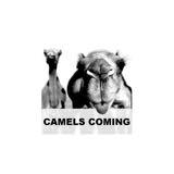 (Category: ) located in . Submitted by camelsc (Listing ID 1357295811, Image 1). Description: .