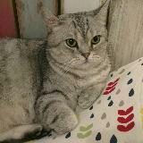 (Category: ) located in . Submitted by datoumama (Listing ID 1289091416, Image 1). Description: .