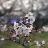 （分類：）位於 。 由 eceasyshop 提交（商品編號 1089708735，圖片 1）。簡介： 。