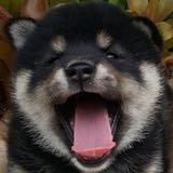 （分類：）位於 。 由 day111 提交（商品編號 1379682574，圖片 1）。簡介： 。