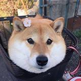 （分類：）位於 。 由 gyuwin 提交（商品編號 1365328466，圖片 1）。簡介： 。