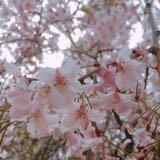 （分類：）位於 。 由 pasnqhd2 提交（商品編號 1314311092，圖片 1）。簡介： 。