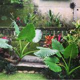 (Category: ) located in . Submitted by ashsales (Listing ID 1376514618, Image 1). Description: .