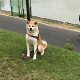 （分類：）位於 。 由 jodieyip 提交（商品編號 1262314281，圖片 1）。簡介： 。