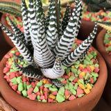 (Kategori: ) berada di . Dikirim oleh auliairiansyah (ID iklan 1183942452, Gambar 1). Deskripsi: .