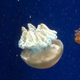 (Category: ) located in . Submitted by oo098 (Listing ID 1361859837, Image 1). Description: .