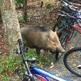 casio g shock dw 1523 nb