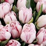 (Kategori: ) berada di . Dikirim oleh tulipshop22 (ID iklan 1329572992, Gambar 1). Deskripsi: .