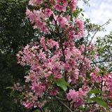 （分類：）位於 。 由 arielll 提交（商品編號 1308214343，圖片 1）。簡介： 。