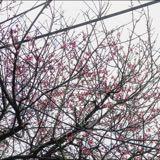 (Category: ) located in . Submitted by haruspring (Listing ID 245883446, Image 1). Description: .