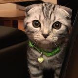 （分類：）位於 。 由 karenakarena 提交（商品編號 1384051598，圖片 1）。簡介： 。