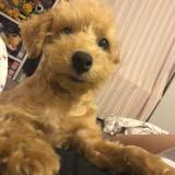 (Category: ) located in . Submitted by yadayadayoo (Listing ID 1345586524, Image 1). Description: .