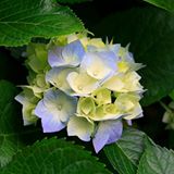 （分類：）位於 。 由 chun_kwan 提交（商品編號 1343819498，圖片 1）。簡介： 。