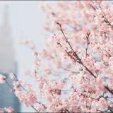 (Category: ) located in . Submitted by cherryblossoms_ (Listing ID 1378651639, Image 1). Description: .