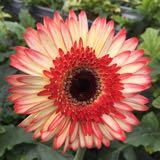 (Category: ) located in . Submitted by summertreat (Listing ID 113182936, Image 1). Description: .