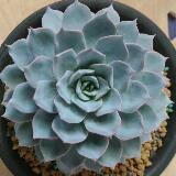 由 alicegarden (刊登 ID 1345446935，圖片 1) 提交，位於 的 (類別：)，說明：。