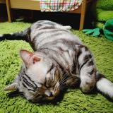 (Category: ) located in . Submitted by cheewy (Listing ID 1379738469, Image 1). Description: .