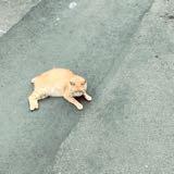 由 budababy (刊登 ID 1342676724，圖片 1) 提交，位於 的 (類別：)，說明：。