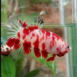(Category: ) located in . Submitted by wukerholic (Listing ID 1337935682, Image 1). Description: .
