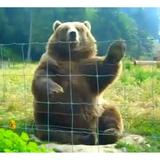 （分類：）位於 。 由 bearcave 提交（商品編號 1382014146，圖片 1）。簡介： 。
