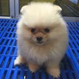 (Category: ) located in . Submitted by ac.shop (Listing ID 1338512364, Image 1). Description: .