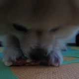 （分類：）位於 。 由 tongtong_pat 提交（商品編號 1382287799，圖片 1）。簡介： 。