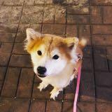 （分類：）位於 。 由 tvnwk 提交（商品編號 1376692962，圖片 1）。簡介： 。