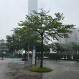 由 forcetrain (刊登 ID 1383214252，圖片 1) 提交，位於 的 (類別：)，說明：。