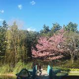 (Category: ) located in . Submitted by ashtibu (Listing ID 1376146990, Image 1). Description: .