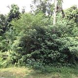 (Category: ) located in . Submitted by apple.tea (Listing ID 1358777555, Image 1). Description: .