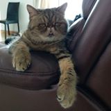 (分類:)位於 。 由 catcatcat668 提交(商品編號 1443403376,圖片 1)。簡介: 。