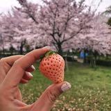 （分類：）位於 。 由 terc903 提交（商品編號 1366219182，圖片 1）。簡介： 。