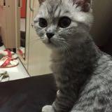 （分類：）位於 。 由 colalau 提交（商品編號 1363167836，圖片 1）。簡介： 。