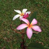 (Category: ) located in . Submitted by vidya_k (Listing ID 1377989243, Image 1). Description: .