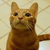 （分類：）位於 。 由 fftosun 提交（商品編號 1181153515，圖片 1）。簡介： 。