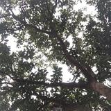 (Category: ) located in . Submitted by mak303 (Listing ID 1458332980, Image 1). Description: .