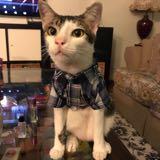 (Category: ) located in . Submitted by peanutbutter1 (Listing ID 1370635230, Image 1). Description: .