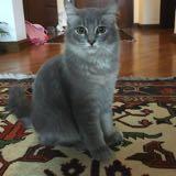 (Category: ) located in . Submitted by nairak (Listing ID 1330265256, Image 1). Description: .