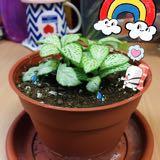(Category: ) located in . Submitted by blizrosette (Listing ID 1385325389, Image 1). Description: .