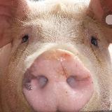 （分類：）位於 。 由 pigpig349 提交（商品編號 1380664722，圖片 1）。簡介： 。