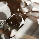 （分類：）位於 。 由 colcolcc 提交（商品編號 1307635163，圖片 1）。簡介： 。