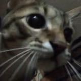 (Category: ) located in . Submitted by abutiger (Listing ID 1419115941, Image 1). Description: .