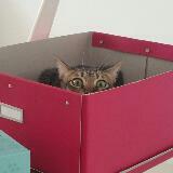 (Category: ) located in . Submitted by sittinduck (Listing ID 1379819785, Image 1). Description: .