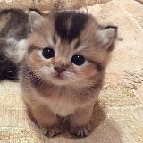 (Category: ) located in . Submitted by pinkyandpanda (Listing ID 1370205920, Image 1). Description: .